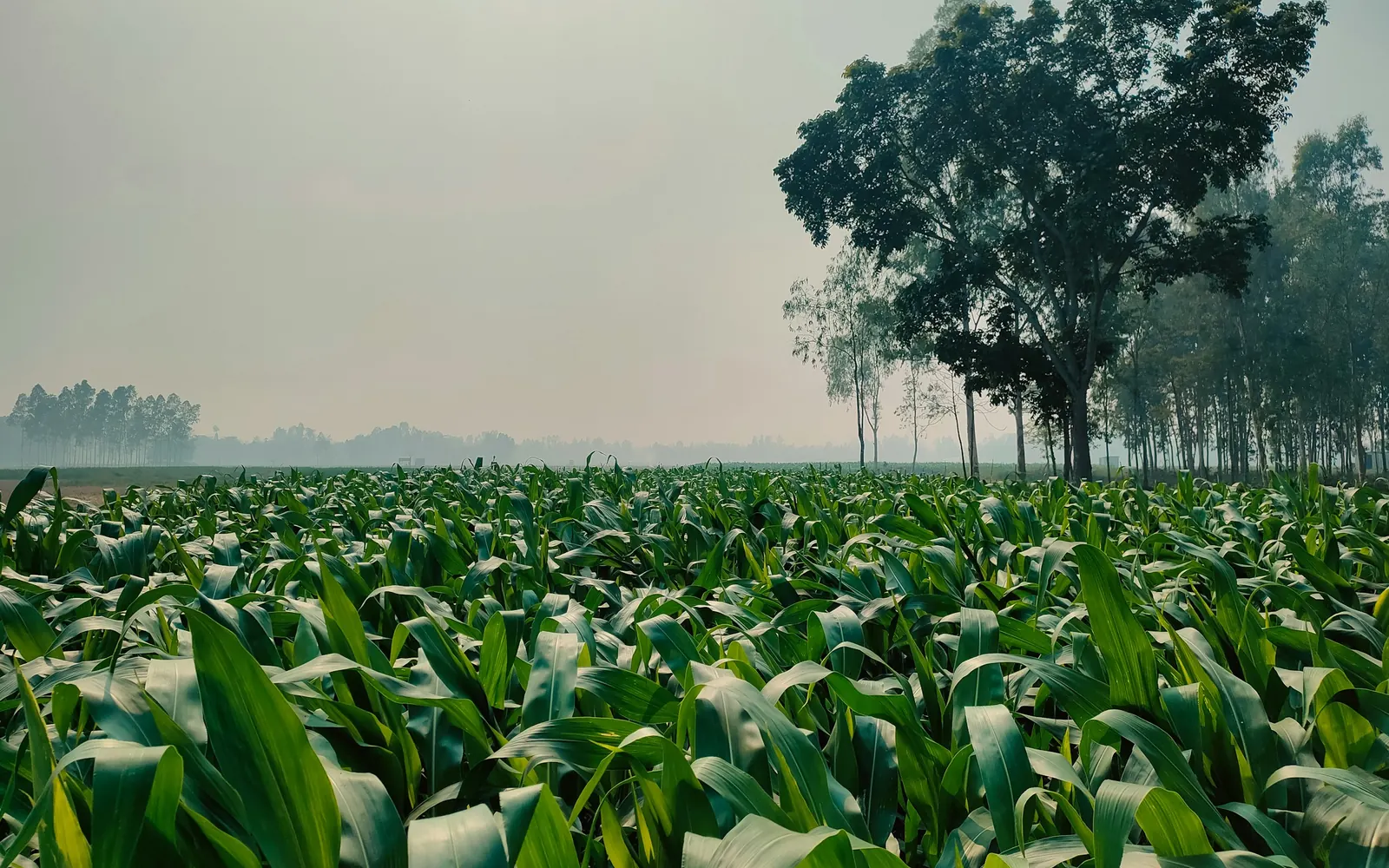 Cultivo extenso, jornada de campo